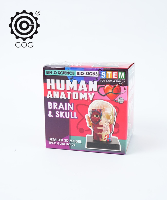 ES2370BS]EIN-O SCIENCE(アイノー・サイエンス) BRAIN&SKULL ブレイン