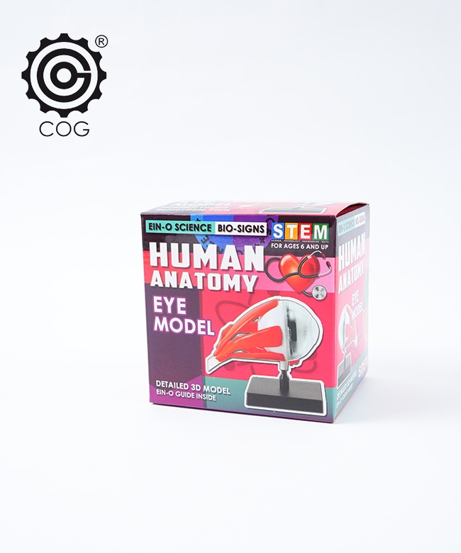 [ES2370EM]EIN-O SCIENCE(アイノー・サイエンス) EYE MODEL アイモデル キッズトイ