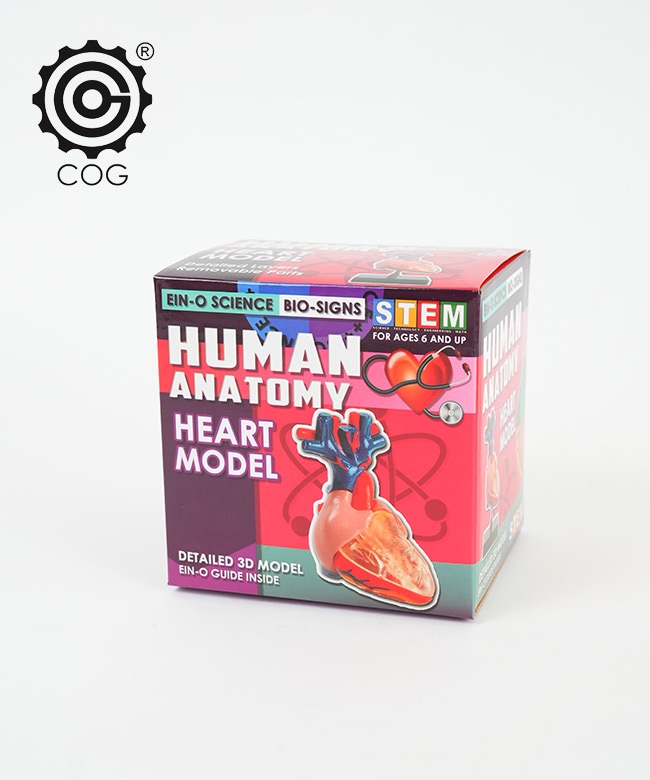 [ES2370HM]EIN-O SCIENCE(アイノー・サイエンス) HEART MODEL ハートモデル キッズトイ