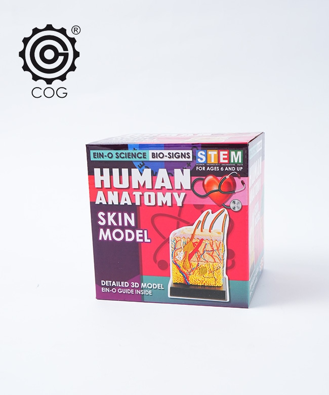 [ES2370SM]EIN-O SCIENCE(アイノー・サイエンス) SKIN MODEL スキンモデル キッズトイ