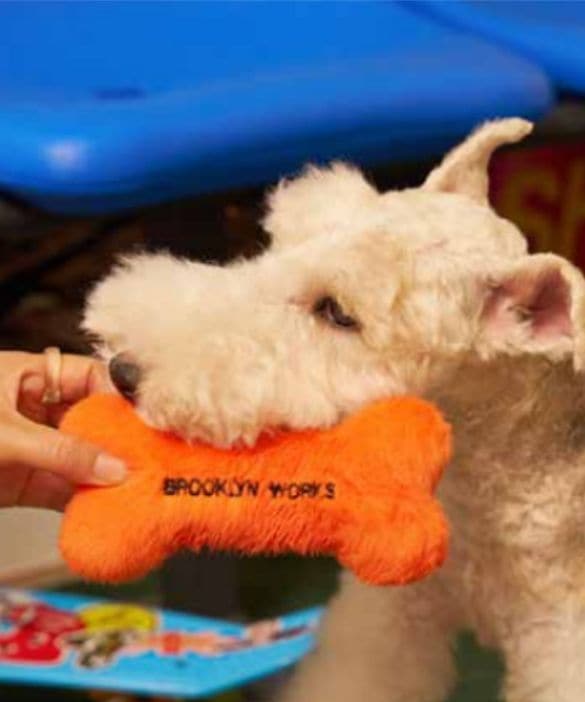 BROOKLYN WORKS(ブルックリンワークス) / PET TOY 【ペットグッズ】【ラッピング対象外】 [bw-pt-002]