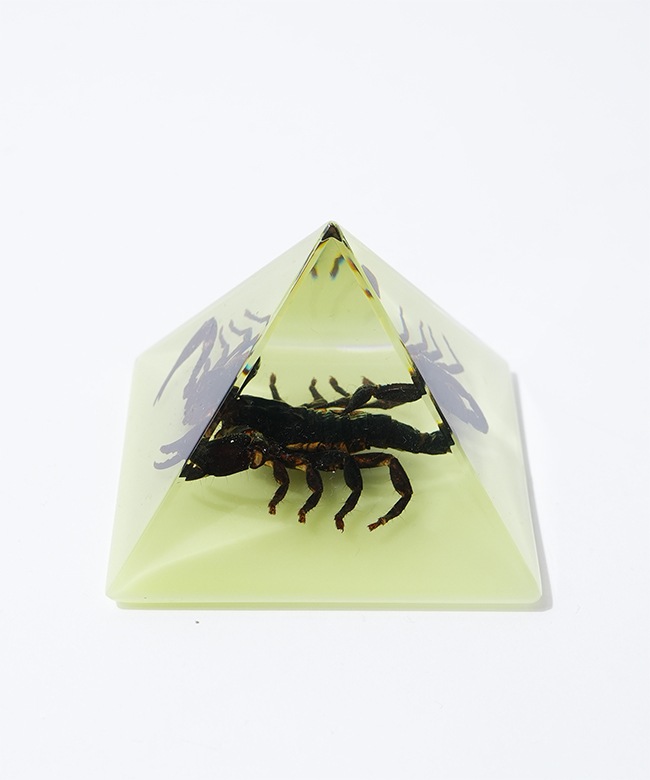 bo901]REAL BUG (リアルバグ)pyramid Black Scorpion Spider