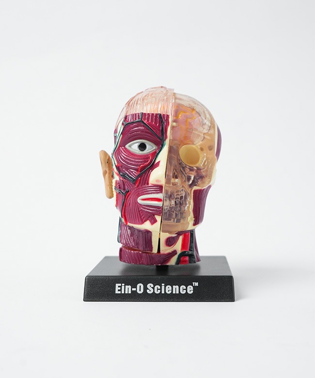 EIN-O SCIENCE(アイノー・サイエンス) BRAIN&SKULL ブレイン＆スカル