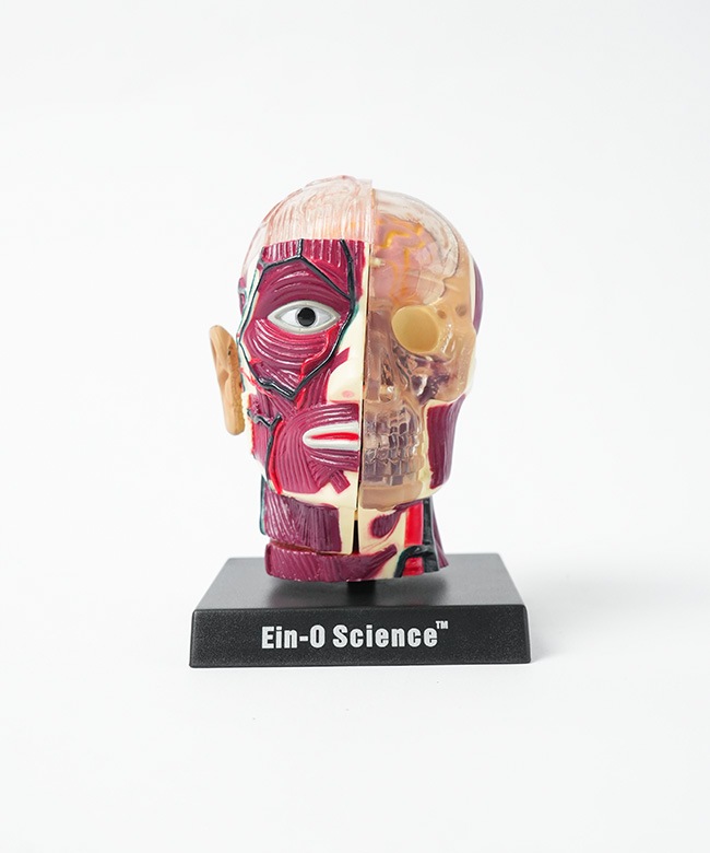 ES2370BS]EIN-O SCIENCE(アイノー・サイエンス) BRAIN&SKULL ブレイン