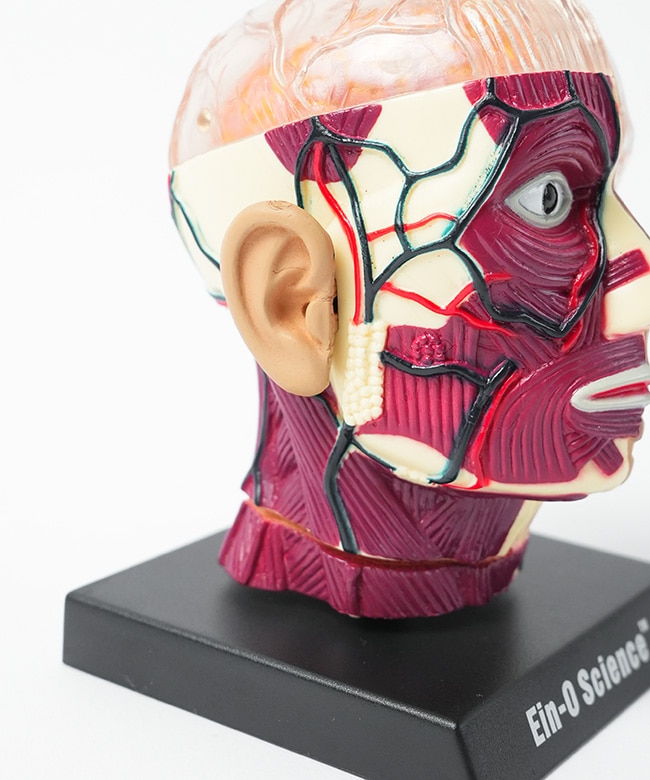 ES2370BS]EIN-O SCIENCE(アイノー・サイエンス) BRAIN&SKULL ブレイン