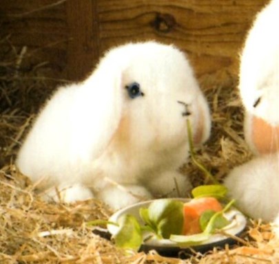 ケーセン たれ耳うさぎの子 白 | ケーセンぬいぐるみ | 木のおもちゃ