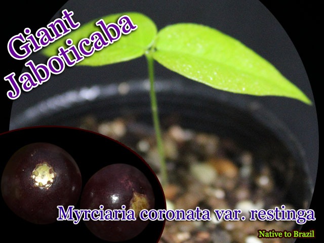 Plinia coronata var. restinga(ジャイアント・ジャボチカバ レス