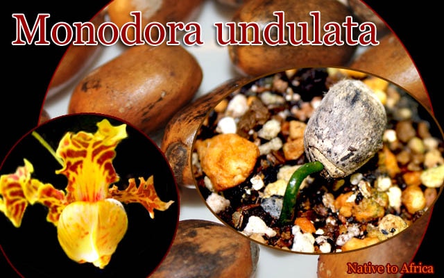 [美花・稀少熱帯果樹]モノドーラ・アンデュラータ(Monodora undulata)種子