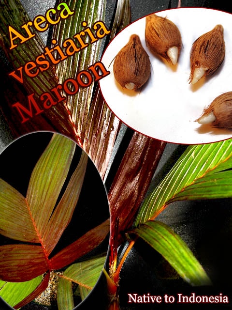 Areca vestiaria Maroon(アレカ・ヴェスティアリア・マルーン)種子[カラーリーフヤシ・予約商品]