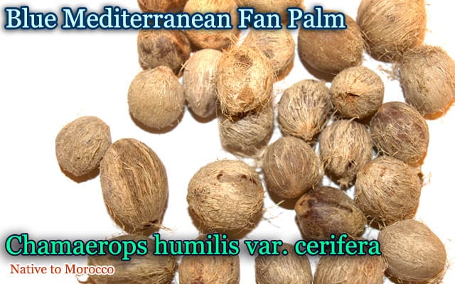 Chamaerops humilis var cerifera(�������åץ����ҥ�ߥꥹ������ե���)���[ͽ����]