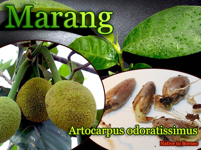 Artocarpus odoratissimus(ニオイパンノキ マラン)種子[熱帯果樹