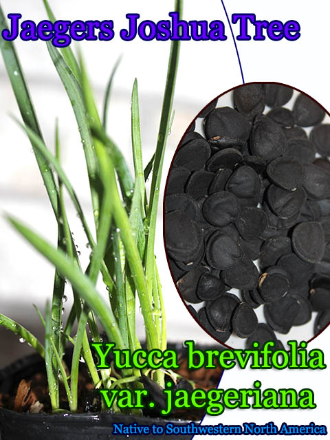 Yucca brevifolia var. jaegeriana(イエーガー・ヨシュアツリー)種子[耐寒性ユッカ種子・予約商品]
