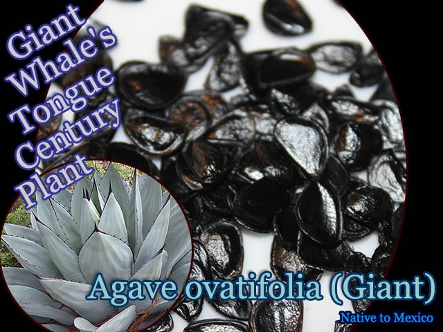 [ټ]١Хƥեꥢ 㥤(Agave ovatifolia Giant)