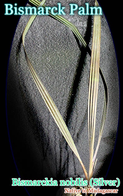 [Ѵ䥷]ӥޥ륭 Υӥꥹ С(Bismarckia nobilis Silver)