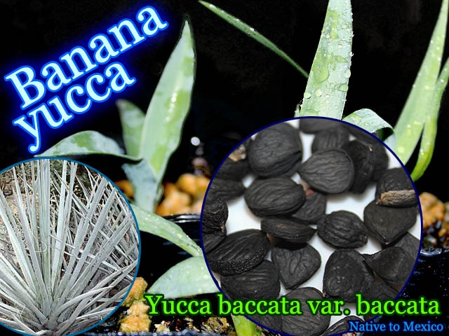 Yucca baccata(ユッカ・バッカタ)種子[バナナユッカ]