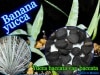 Yucca baccata(åХå)[Хʥʥå]