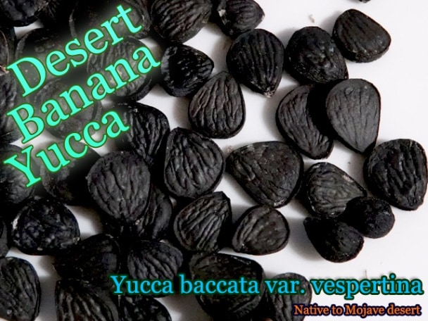 Yucca baccata var vespertina(ユッカ・バッカタ・ヴェスペルティーナ)種子[フルーツユッカ・予約商品]