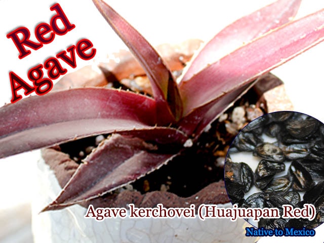 Agave kerchovei Huajuapan Red()[]