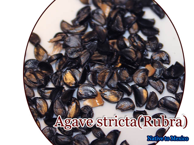 Agave stricta Rubra(アガベ・ストリクタ ルブラ)種子 販売店