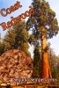[������μ��⡦�������� ��åɥ��å�]��������(Sequoia Sempervirens)���[ͽ����]