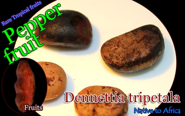 �ǥ�ͥåƥ������ȥ�ڥ���(Dennettia tripetala)���[�Х�쥤����Ǯ�Ӳ̼���ͽ����]