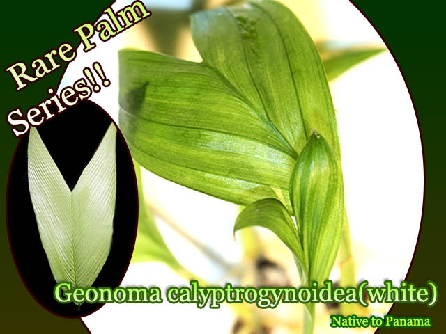 Geonoma calyptrogynoidea White(ゲオノマ・カリプトロギノイデア ホワイト)苗