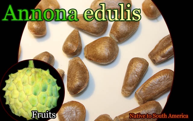 【熱帯果樹】Annona edulis 0000000012592.jpg