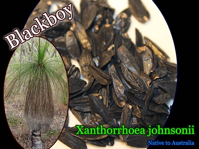 ブラックボーイ]クサントロエア・ジョンソニー(Xanthorrhoea