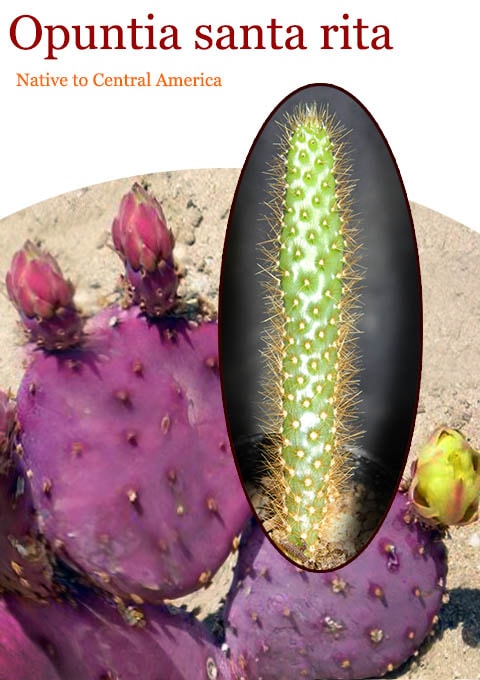 カクタスペア]オプンティア・サンタリタ(Opuntia santa rita)苗