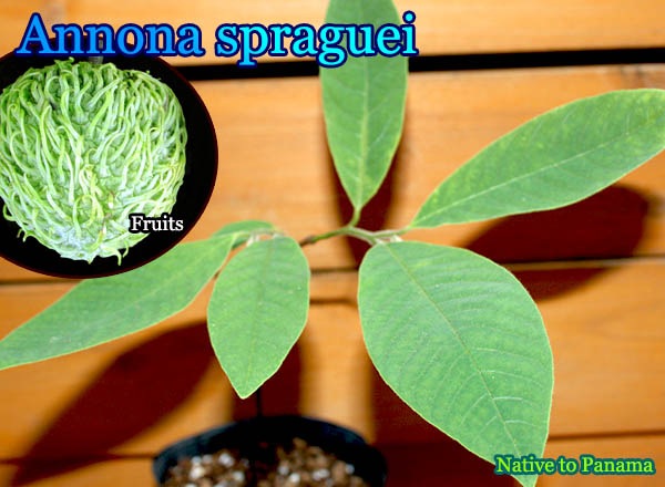 希少バンレイシ科・熱帯果樹]Annona spraguei(アンノナ・スプラグエイ