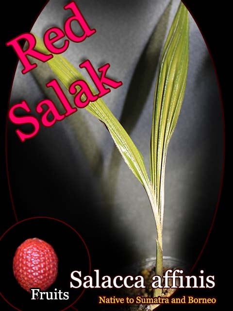 Salacca affinis(サラッカ・アフィニス種子[食用ヤシ レッド・サラク]