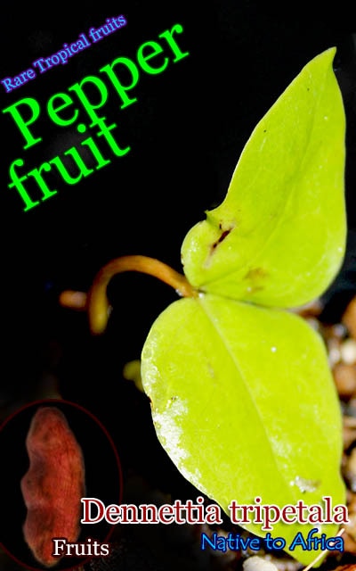 [�����Х�쥤����Ǯ�Ӳ̼�]�ǥ�ͥåƥ������ȥ�ڥ���(Dennettia tripetala)����