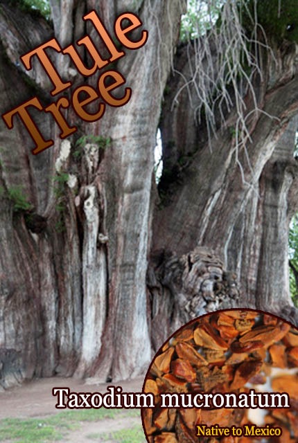 [�����ǺǤ������ڡ��ȥ��������]�������ǥ����ࡦ�९���ʥĥ�(Taxodium mucronatum)���1�ѥå�