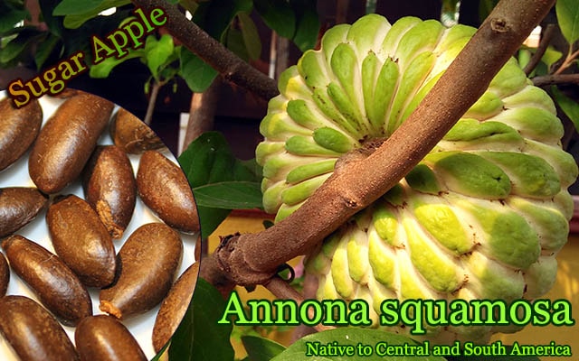 Annona squamosa(バンレイシ)種子[熱帯果樹]