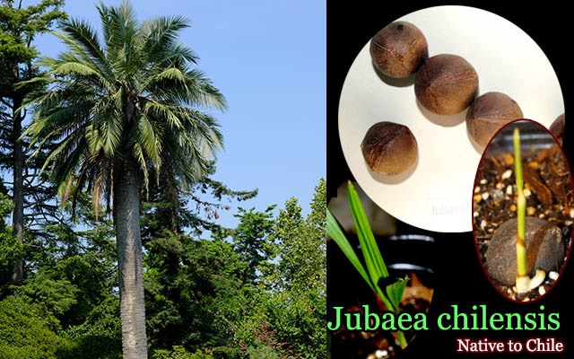 Jubaea chilensis(ꥵ䥷)[100~10000ġͽ]