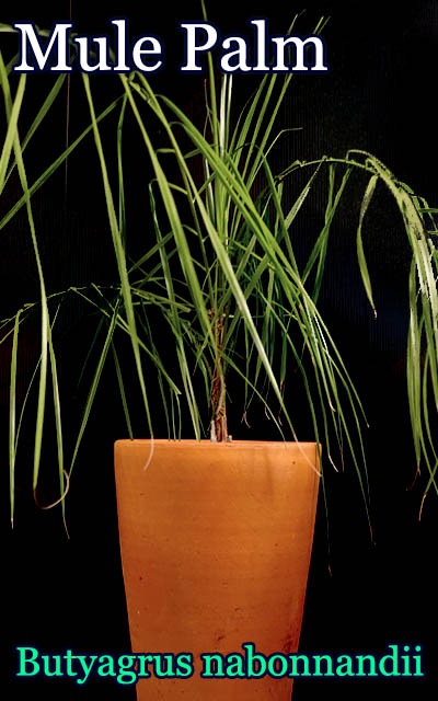 耐寒性ヤシ]ミュールパーム(Butyagrus nabonnandii)大苗 販売店