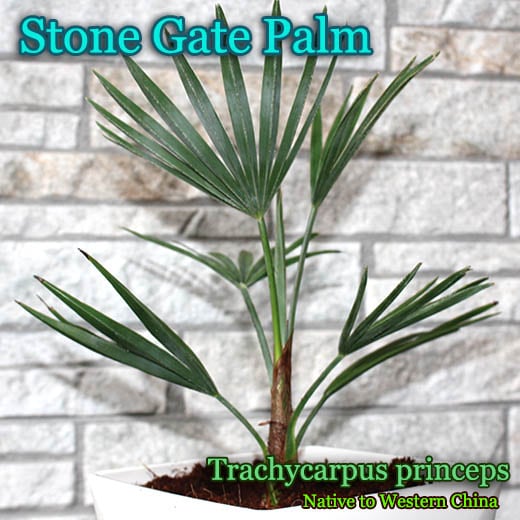 [�Ѵ����䥷�����顼�꡼��]���ȡ��󥲡��ȥѡ���(Trachycarpus princeps)����