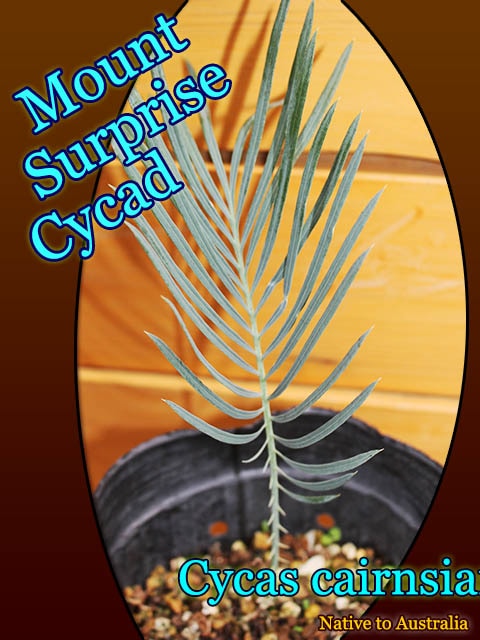 Cycas cairnsiana(󥷥)[ƥ]