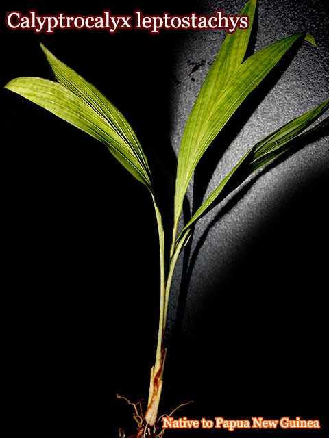 カリプトロカリクス・レプトスタキス(Calyptrocalyx leptostachys)[ヤシ抜き苗・予約商品]