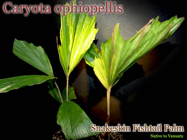 Caryota ophiopellis(カリオタ・オフィオペリス)抜き苗[予約商品]