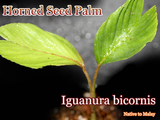 [���顼�꡼�ե䥷]�������̥顦�ӥ����˥�(Iguanura bicornis)[�䥷ȴ����]