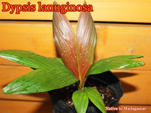 ディプシス・ラヌギノサ(Dypsis lanuginosa)苗