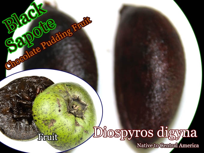 チョコレート・プディング フルーツ]ブラック・サポテ(Diospyros