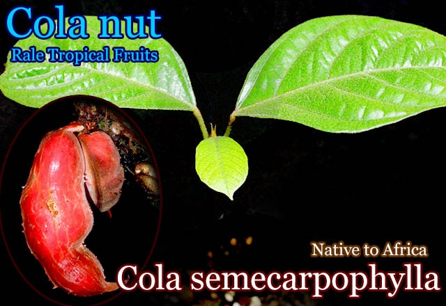 コーラ・セメカルポヒィラ(Cola semecarpophylla)種子[希少熱帯果樹種子・予約商品]