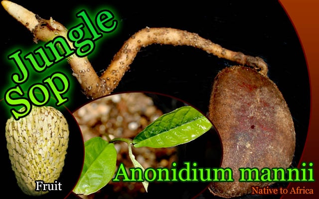 ジャングルサップ(Anonidium mannii)発根種子[希少バンレイシ科熱帯果樹・超巨大果]