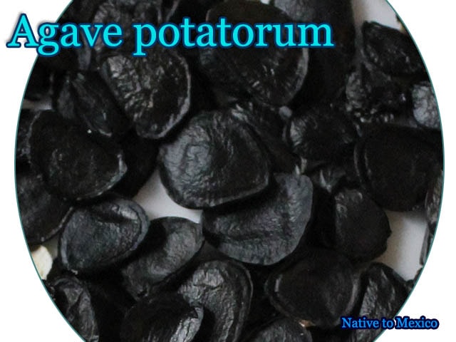 Agave potatorum(アガベ・ポタトラム)種子[アガベ種子]