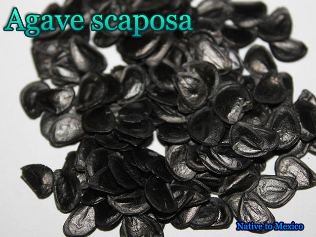 Agave scaposa(アガベ・スカポサ)[アガベ種子]