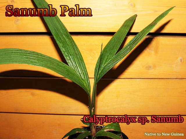 [���顼�꡼�ե䥷]Calyptrocalyx sp. (Sanumb)[�䥷ȴ���ġ�ͽ����]