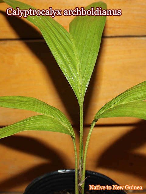 カリプトロカリクス・アーチボルディアヌ(Calyptrocalyx archboldianus)苗
