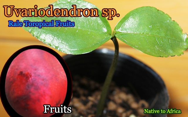 希少バンレイシ科熱帯果樹 ウヴァリアデンドロン Sp Uvariodendron Sp 苗 販売店 希少バンレイシ科熱帯果樹 ウヴァリアデンドロン Sp Uvariodendron Sp 苗 販売店